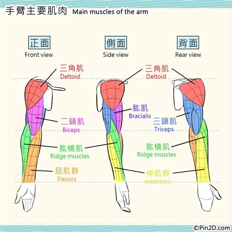 手臂下面叫什麼|人體部位圖片與名稱